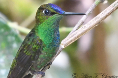 Heliodoxa leadbeateri