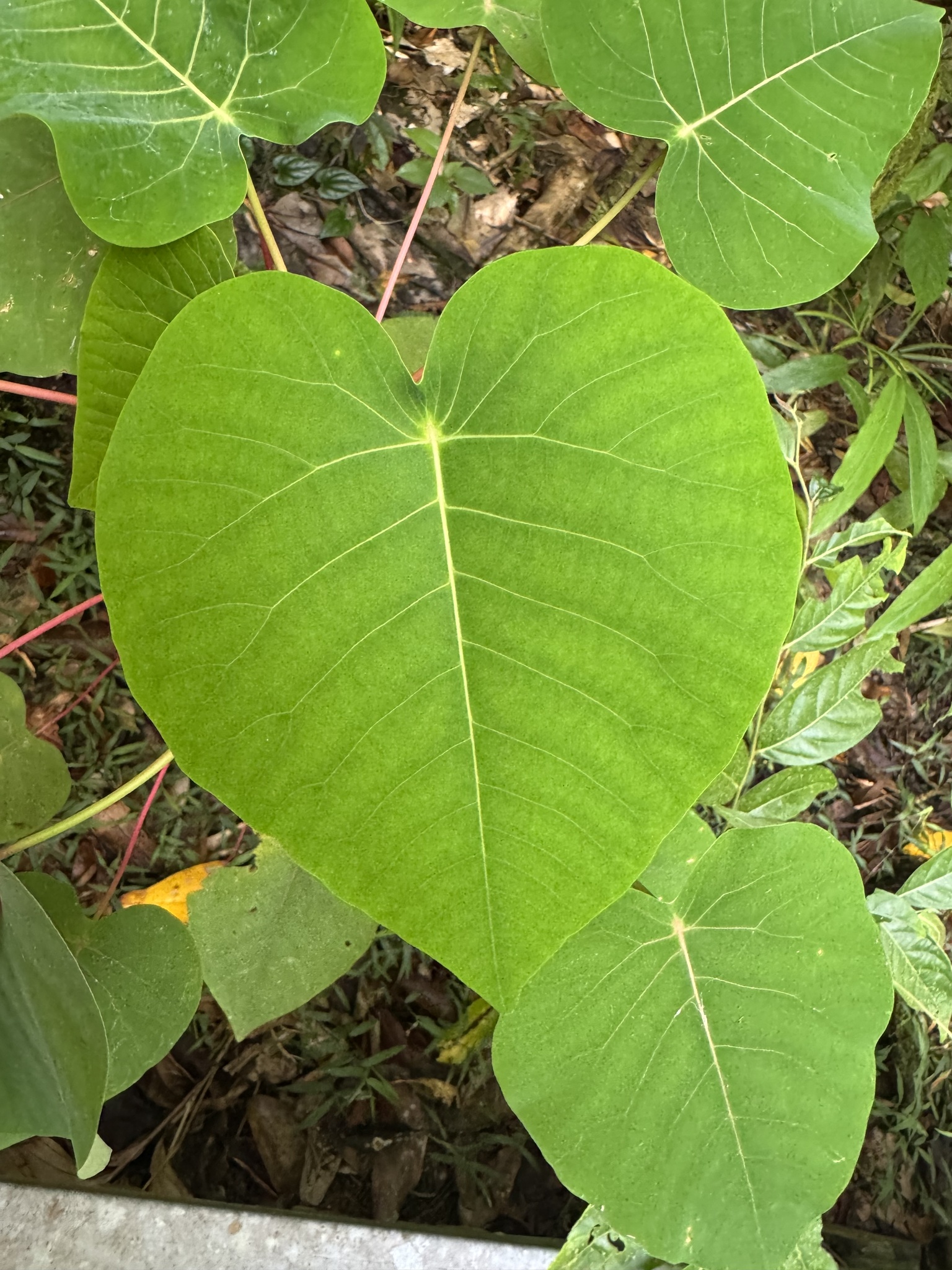 Imagem de Homalanthus novoguineensis