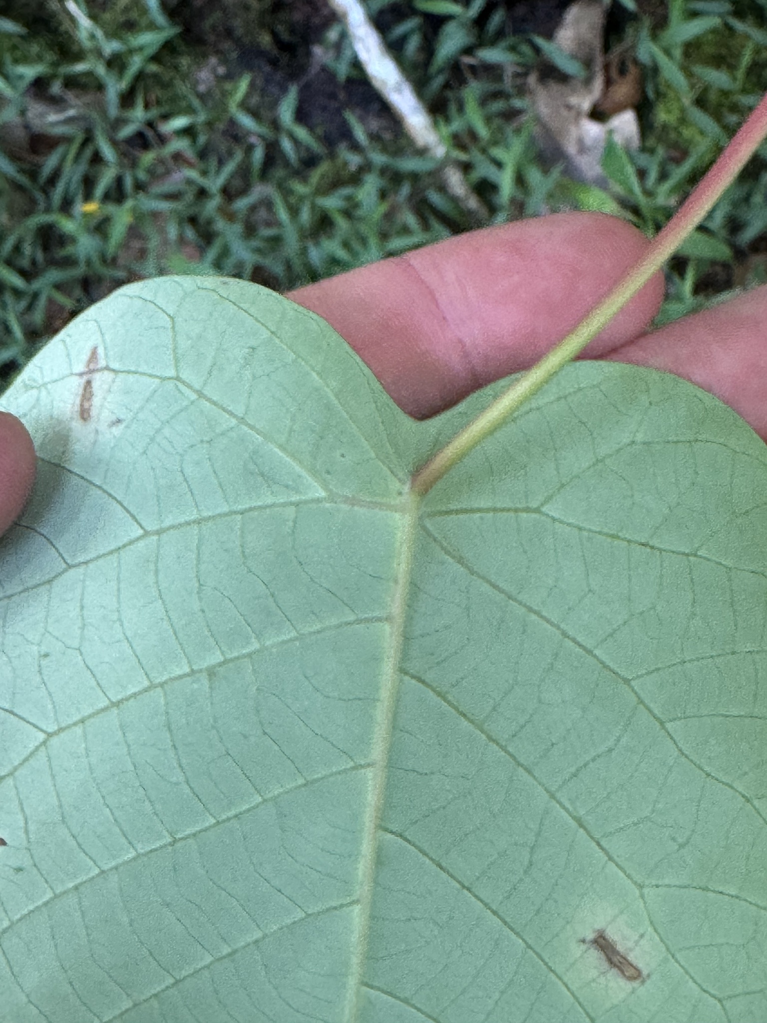 Imagem de Homalanthus novoguineensis