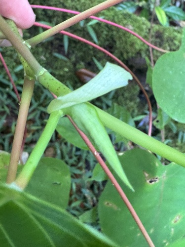 Foto de Homalanthus novoguineensis
