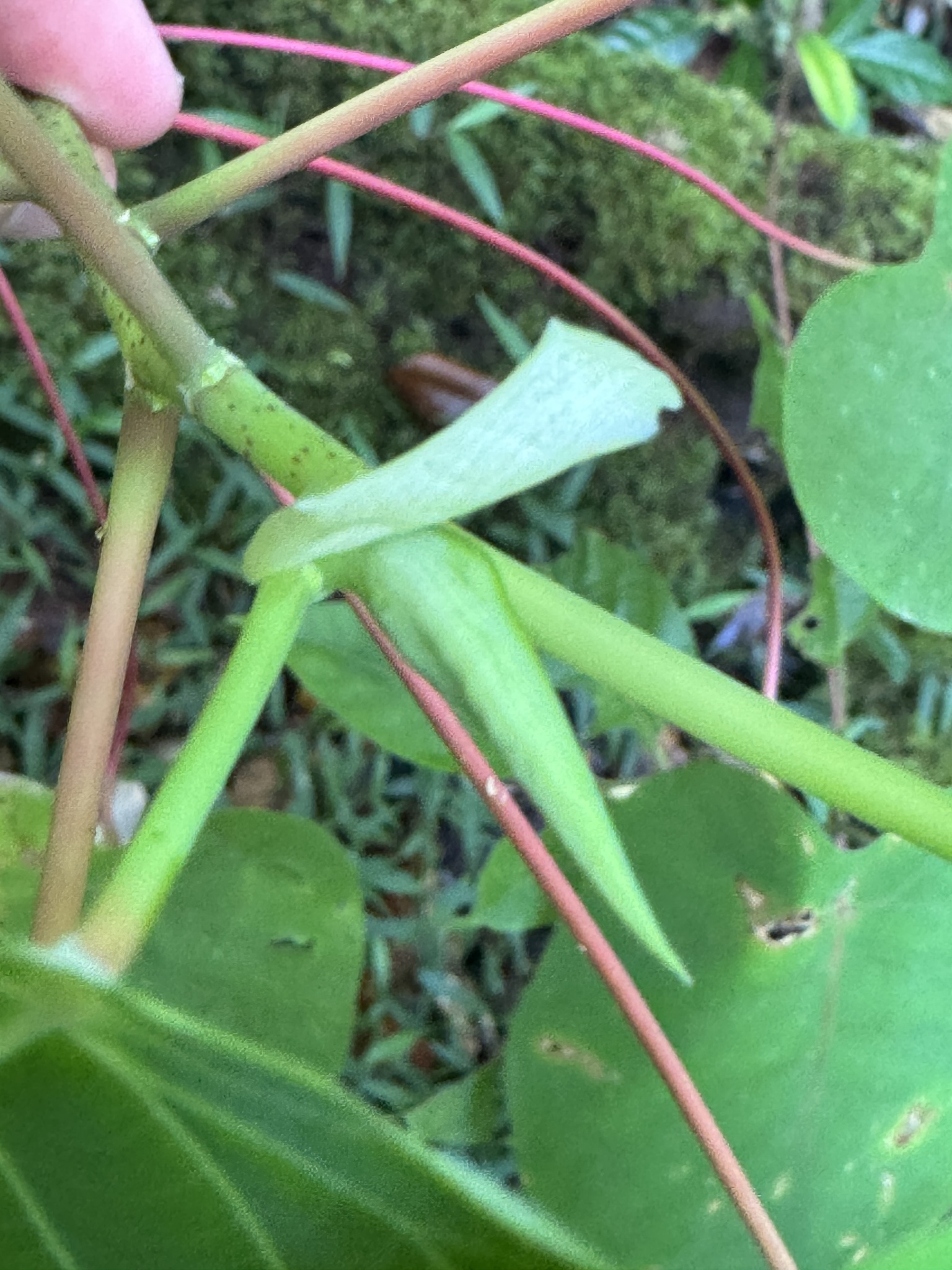 Imagem de Homalanthus novoguineensis