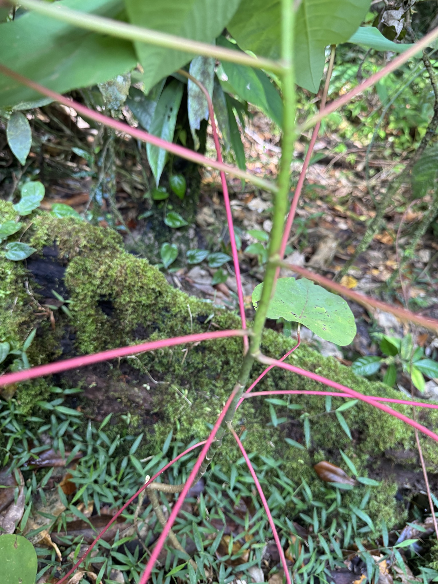 Imagem de Homalanthus novoguineensis