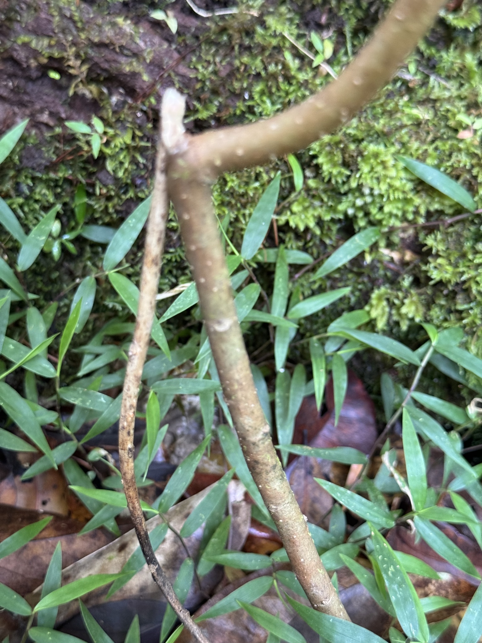 Imagem de Homalanthus novoguineensis