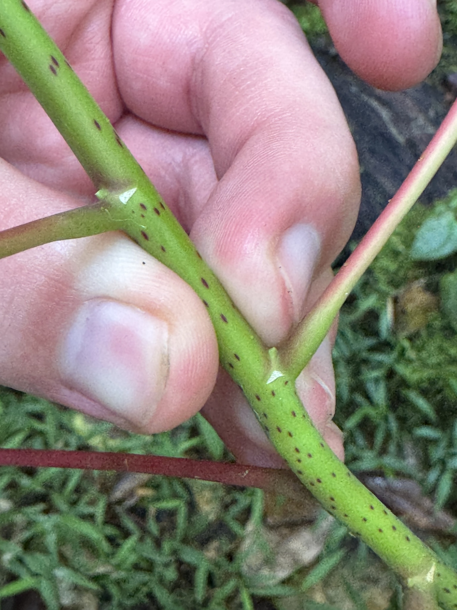 Imagem de Homalanthus novoguineensis