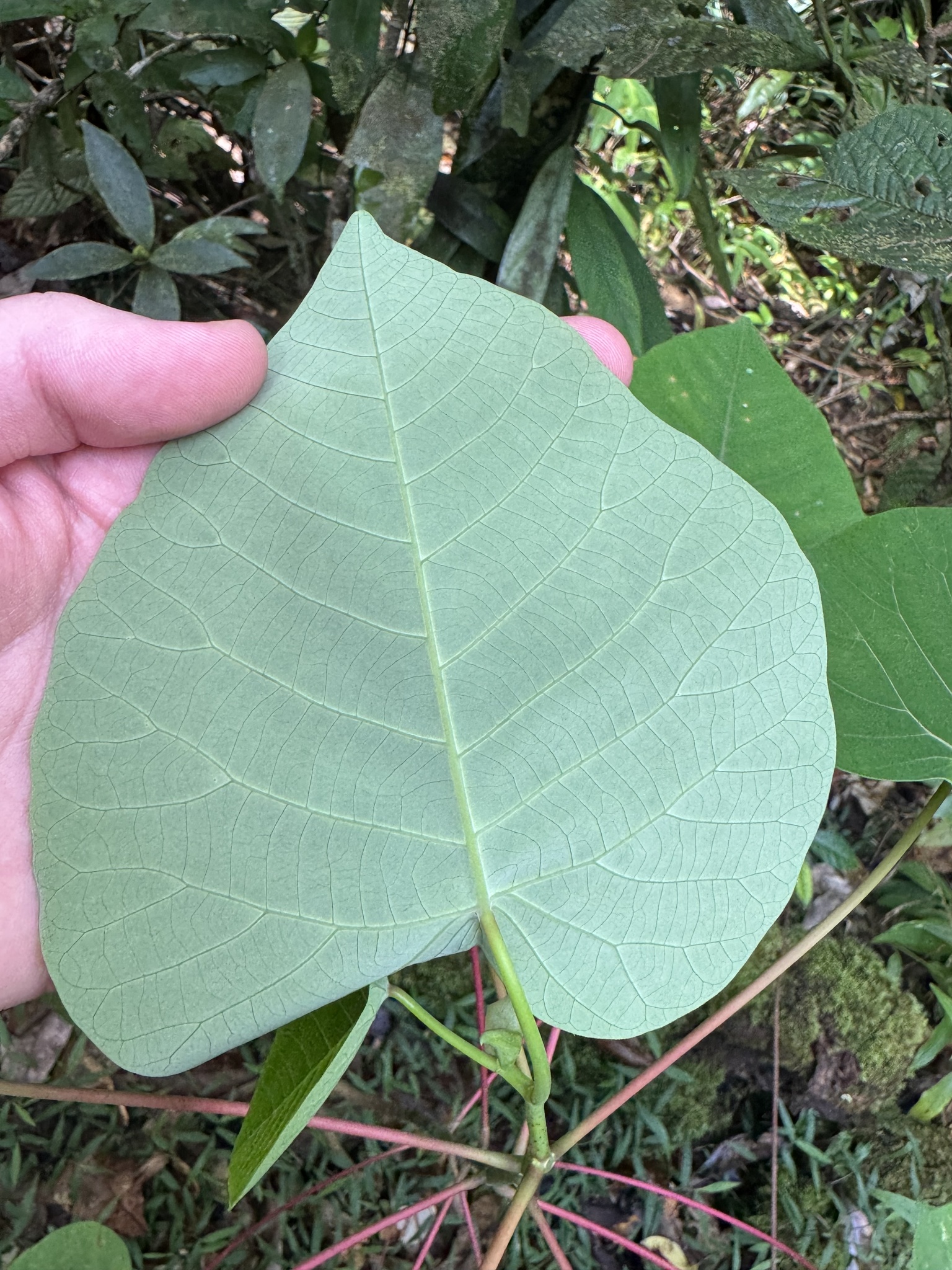 Imagem de Homalanthus novoguineensis