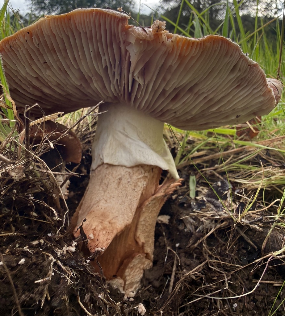Amanita novinupta · February 2026 · photo: © hllrnnr (iNaturalist, cc0)