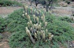 Cleistocactus hyalacanthus