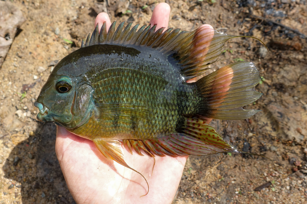 Severum (Heros efasciatus) — Cichlidae