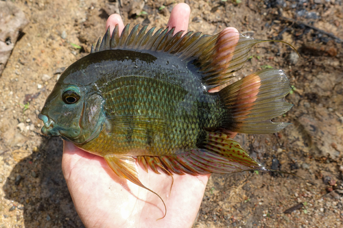 Severum (Heros efasciatus) — Cichlidae