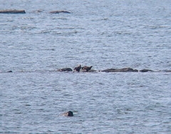 Haliaeetus albicilla