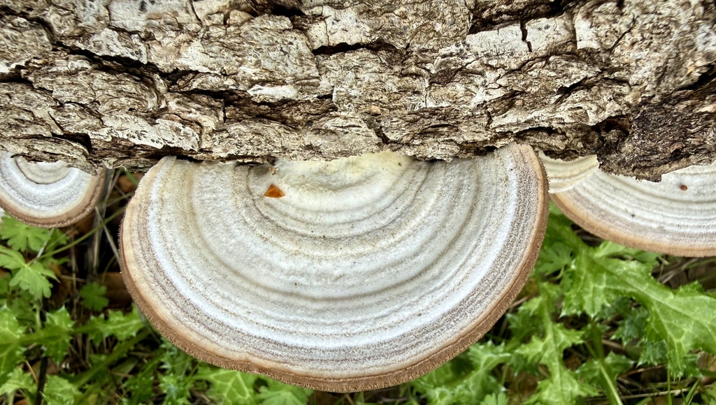 Trametes hirsuta · February 2026 · photo: © hllrnnr (iNaturalist, cc0)