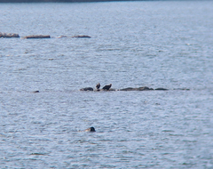 Haliaeetus albicilla