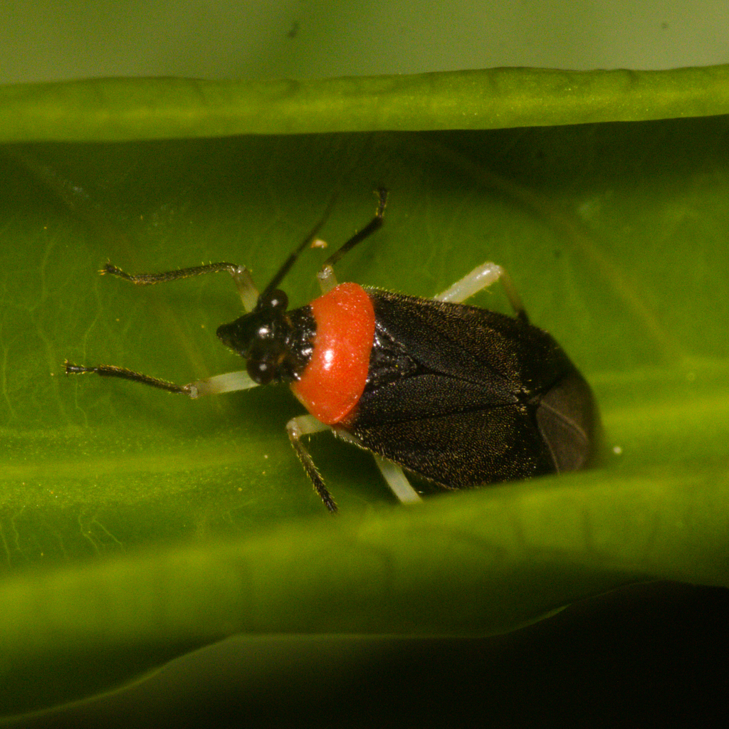 Sysinas pallidipes