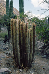Cleistocactus hyalacanthus