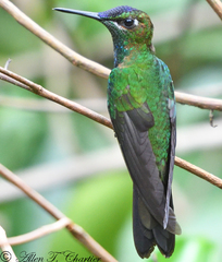 Heliodoxa leadbeateri