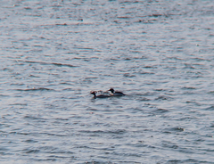 Mergus squamatus