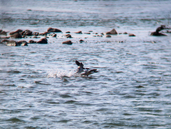 Mergus squamatus