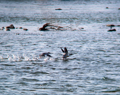 Mergus squamatus