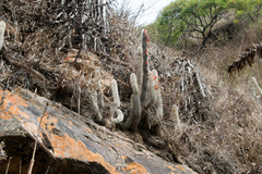 Cleistocactus hyalacanthus