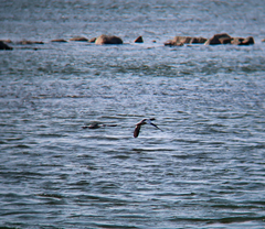 Mergus squamatus