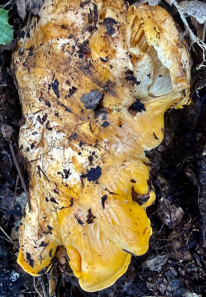 Cantharellus californicus · February 2026 · photo: © hllrnnr (iNaturalist, cc0)