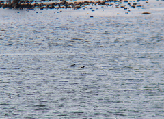 Mergus squamatus