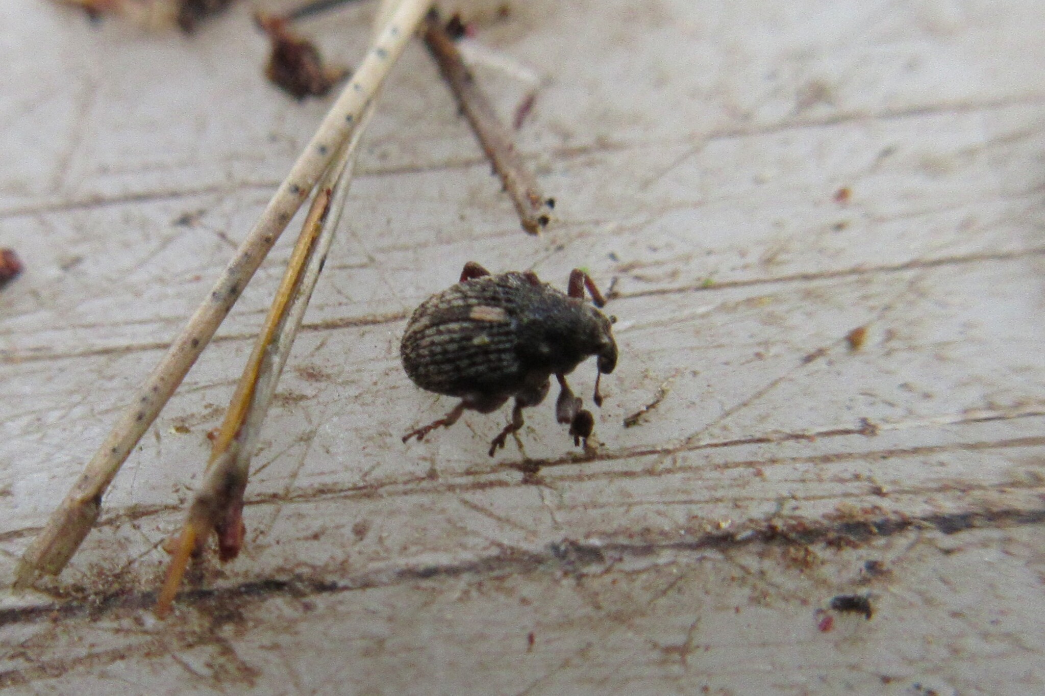 Rhinoncus pericarpius