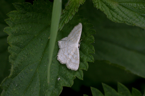 Lesser Cream Wave, Udenhout, Nederland, photo 7 of 10