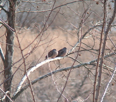 Streptopelia orientalis