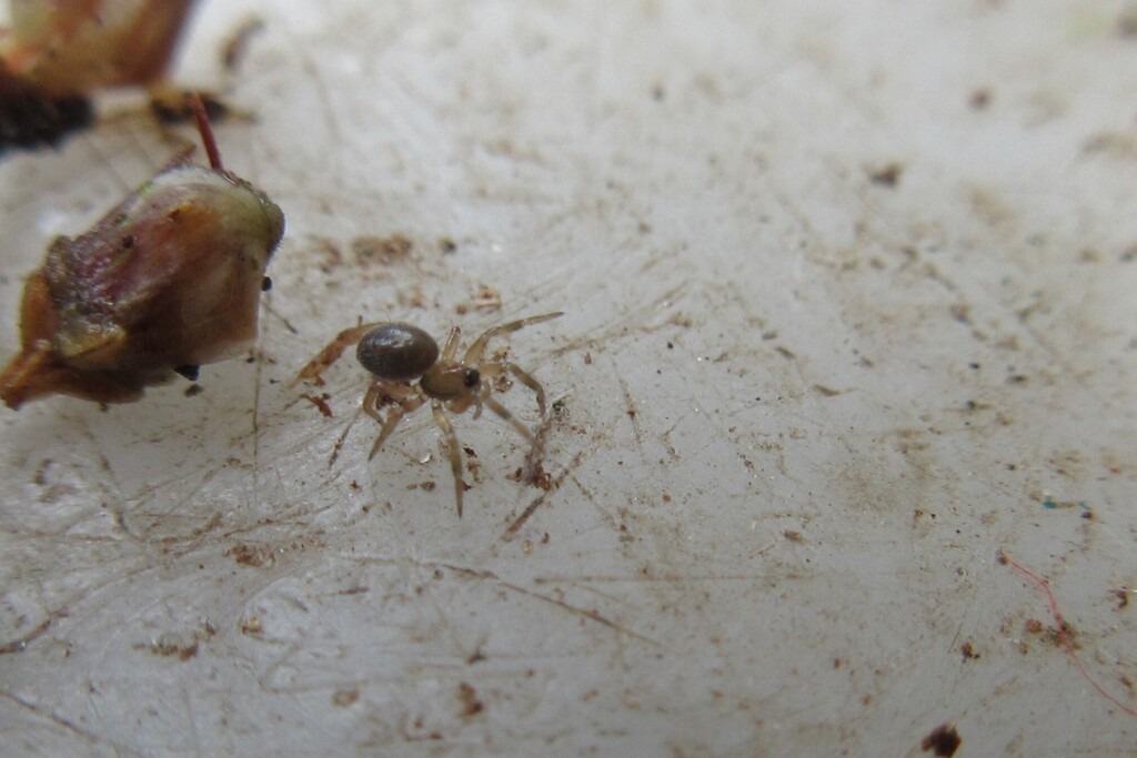 Peponocranium ludicrum
