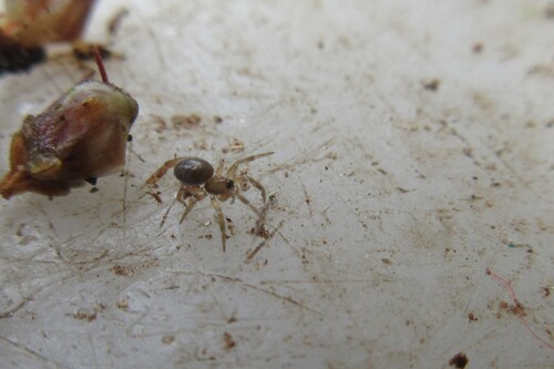 Peponocranium ludicrum