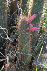 Cleistocactus hyalacanthus
