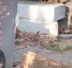 Sinosuthora webbiana