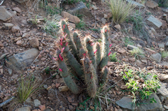 Cleistocactus hyalacanthus