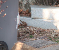 Sinosuthora webbiana