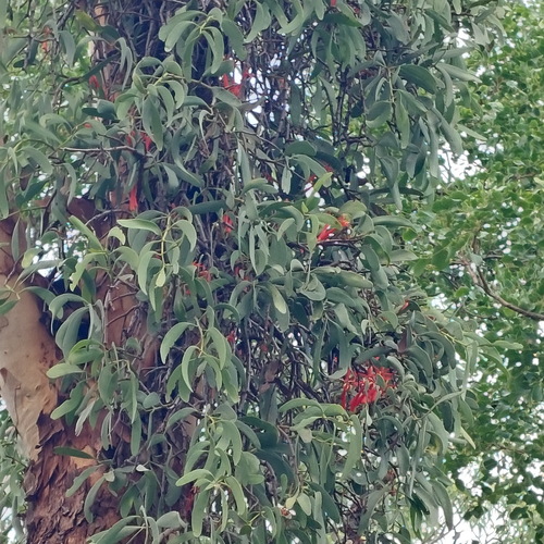 Amyema sanguinea (Amyema sanguinea)