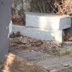 Sinosuthora webbiana