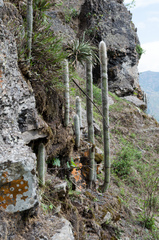 Cleistocactus hyalacanthus