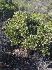 Arctostaphylos otayensis
