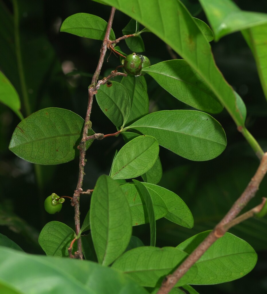 Doliocarpus gracilis