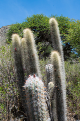 Cleistocactus hyalacanthus