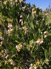 Arctostaphylos otayensis