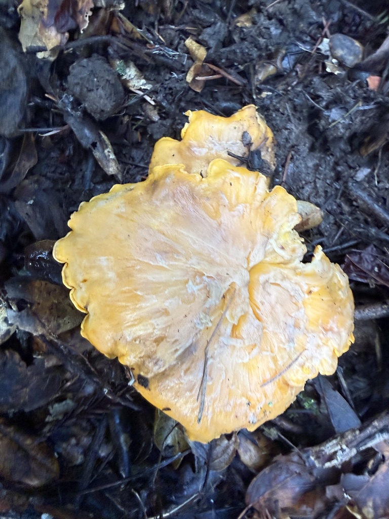 Cantharellus californicus · February 2026 · photo: © hllrnnr (iNaturalist, cc0)