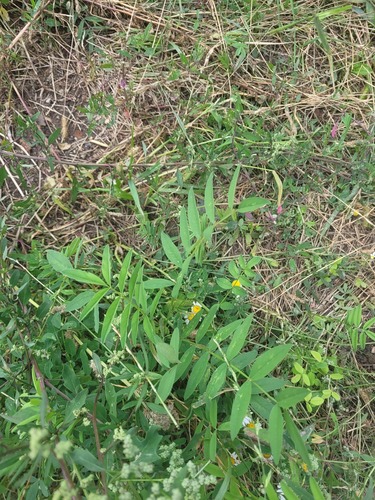 Sainfoin (Onobrychis viciifolia)