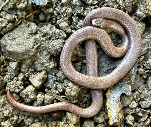 Common Sharp-tailed Snake