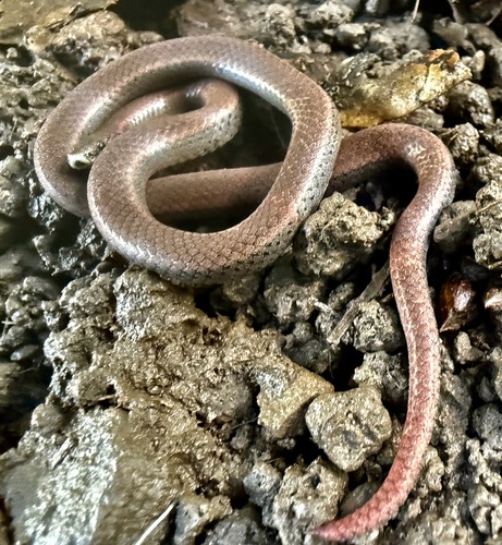 Common Sharp-tailed Snake