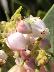 Arctostaphylos otayensis