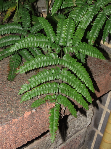 Faurie's brake (Pteris fauriei)