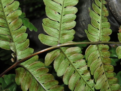 Pteris fauriei, photograph (c) chiuluan, some rights reserved (CC BY)