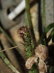 Pteris fauriei, photograph (c) chiuluan, some rights reserved (CC BY)